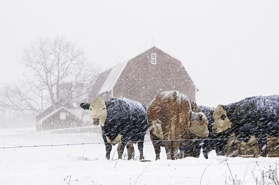 Cattle Herd by the Barn during a Snowstorm Photograph by Randall Nyhof