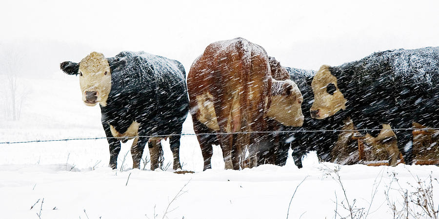 Cattle huddled together in a snowstorm Photograph by Randall Nyhof