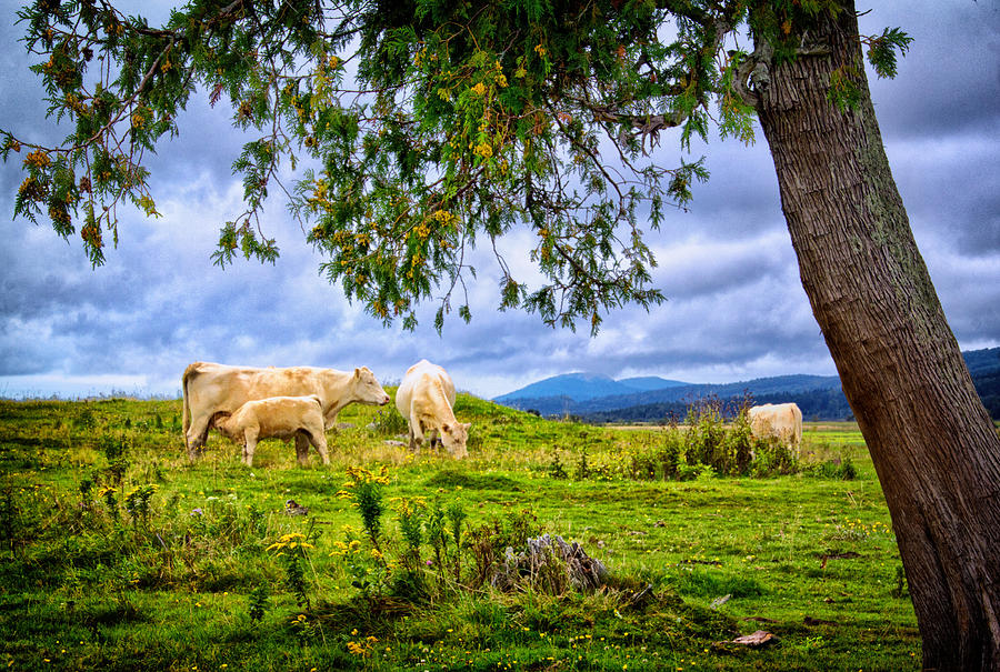 Cattle in a New Brunswick Field Photograph by Carolyn Derstine