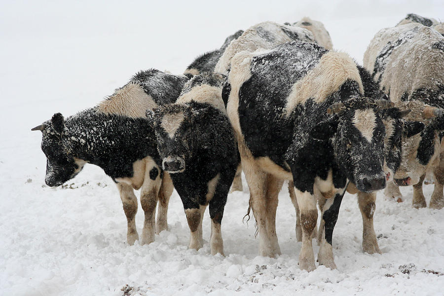 Cattle in Blizzard Photograph by Brook Burling