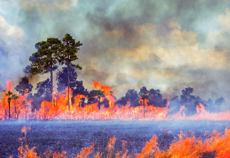 Big Cypress National Preserve Photograph - Cattle Lease Burn by Robert Potts