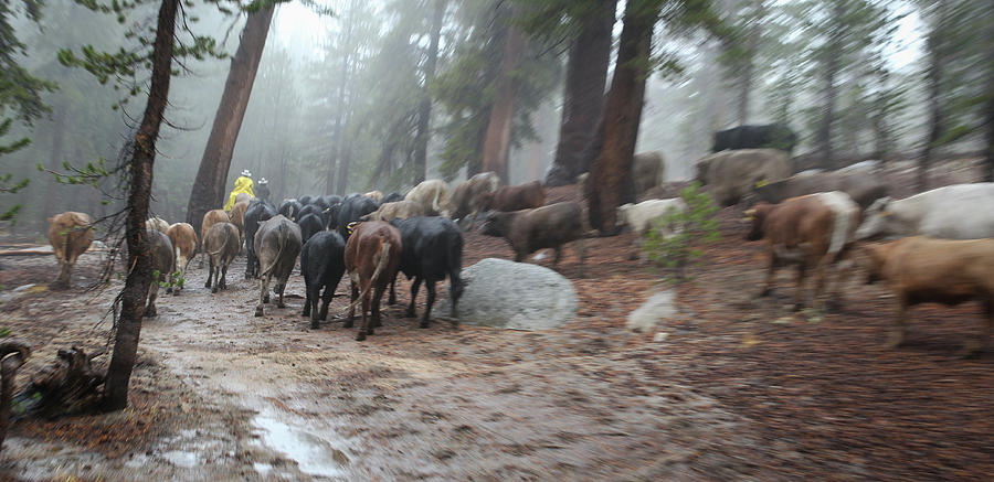 Cattle Moving Photograph by Diane Bohna