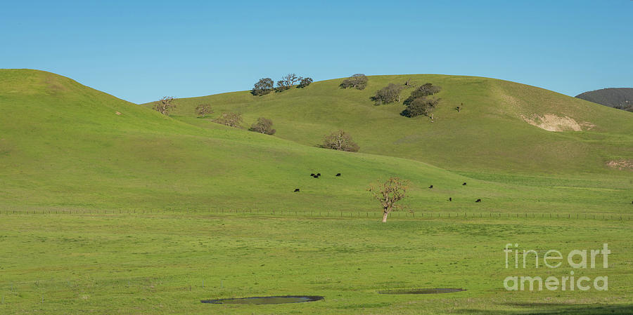 Cattle on California Oak Savannah Photograph by Jeff Hubbard