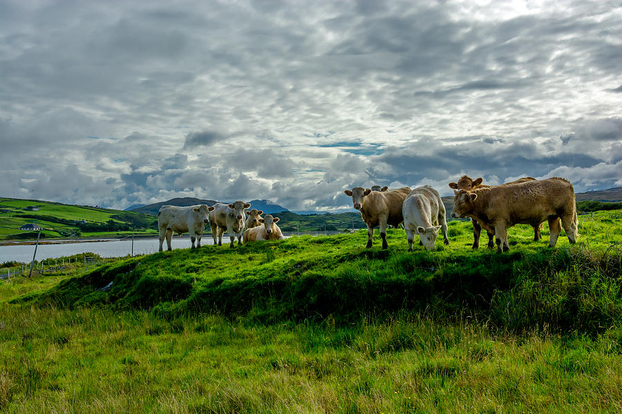 Cattle On Pasture In Ireland Photograph by Andreas Berthold