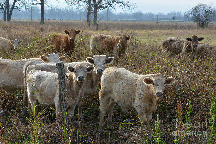 Cattle on the Fence Line Photograph by Jimmie Bartlett