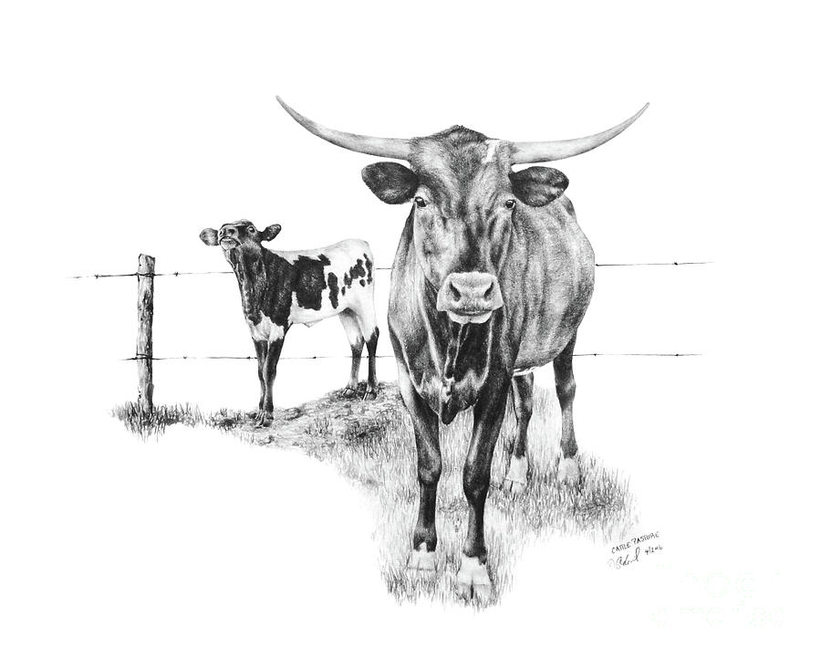 Cattle Pasture Drawing by Sabrina Thiel