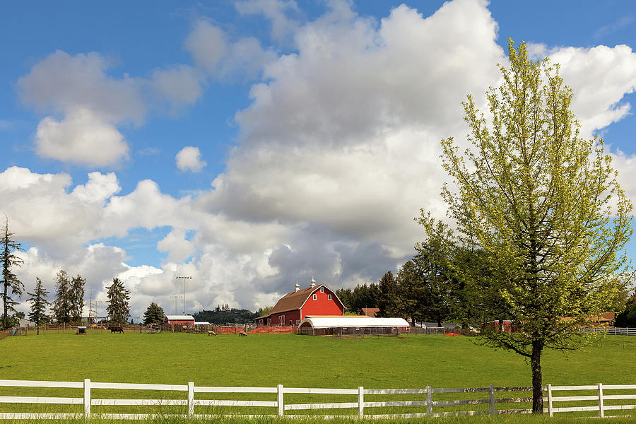 Cattle Ranch and Sheep Farm in Rural Oregon Photograph by David Gn