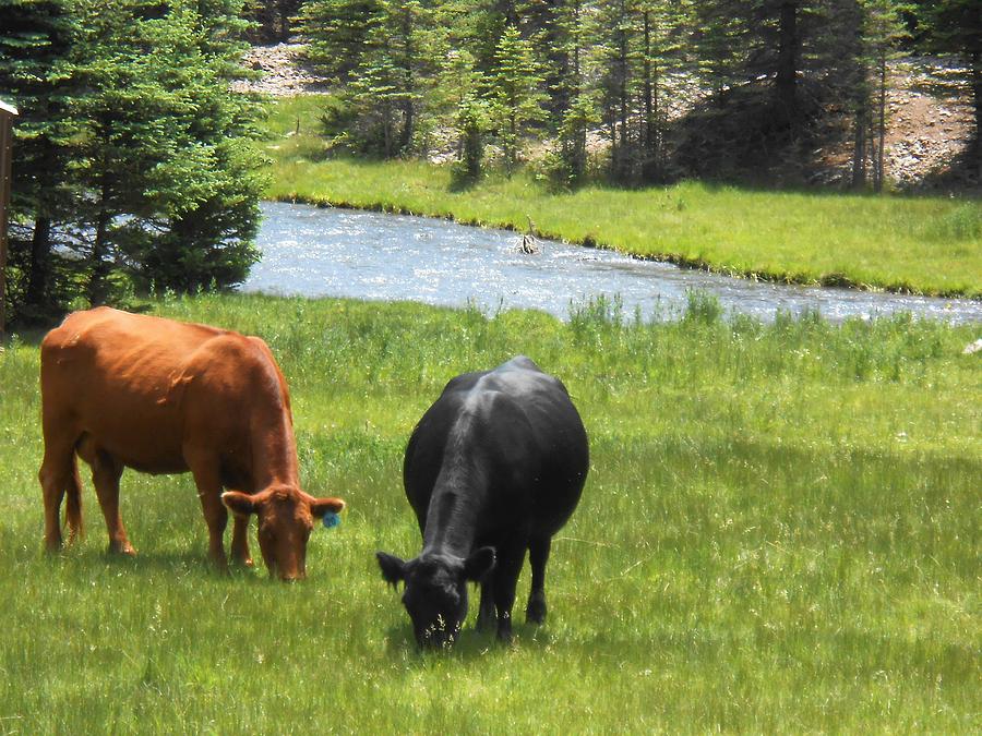 Image result for cattle roaming