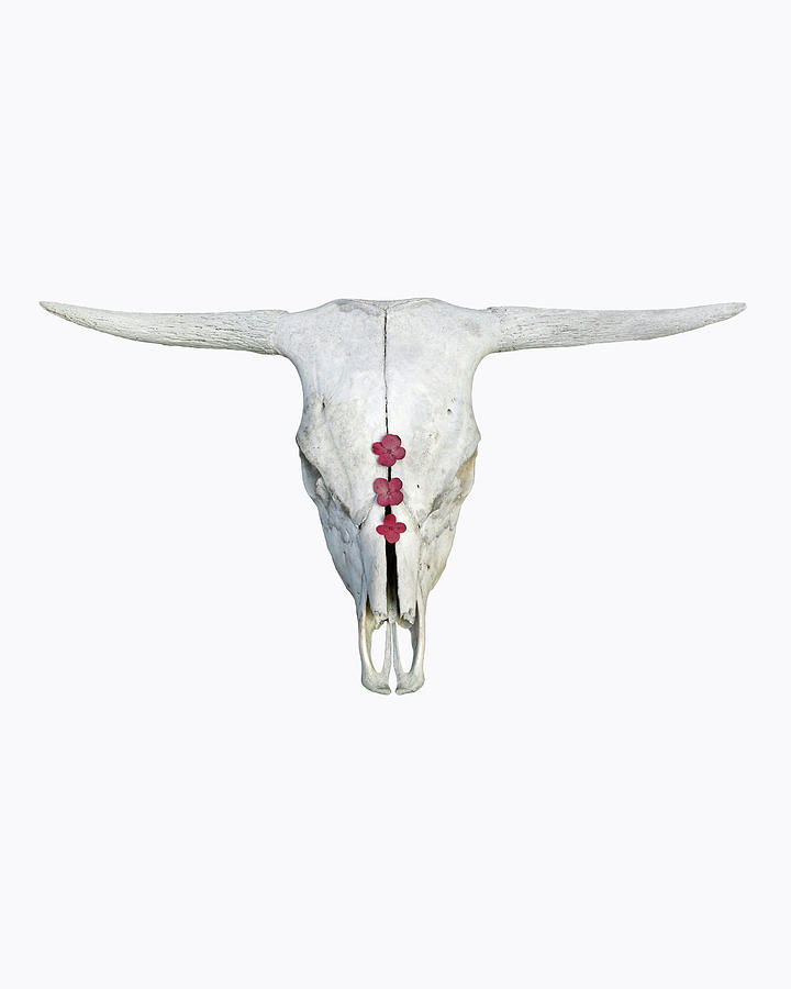 Cattle Skull with Pink Hydrangea Blossoms on White Photograph by Brooke T Ryan