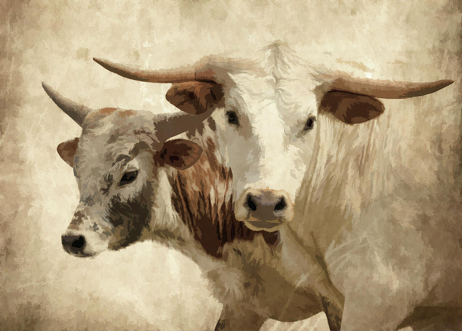 Cow Photograph - Cattle Steers by Athena Mckinzie