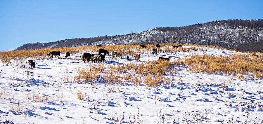 Cattle Stock On Pasture Covered In Snow In South Mountains North Photograph by Alex Grichenko