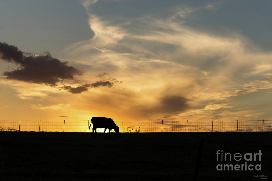 Cattle Sunset Silhouette Photograph by Jennifer White