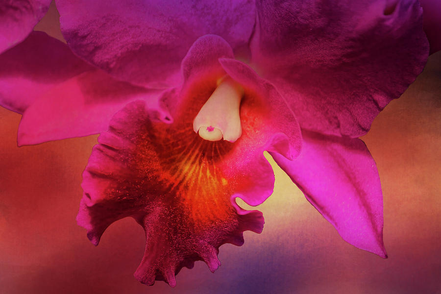 Orchid Photograph - Cattleya Beauty by HH Photography of Florida