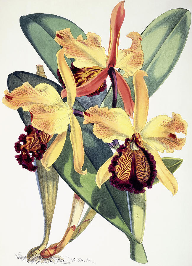 Orchid Painting - Cattleya Dowiana by Walter Hood Fitch