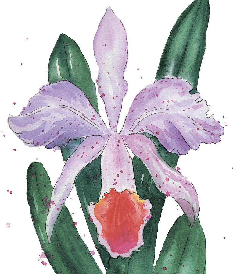 Cattleya flower Drawing by Yana Khmarina Pixels
