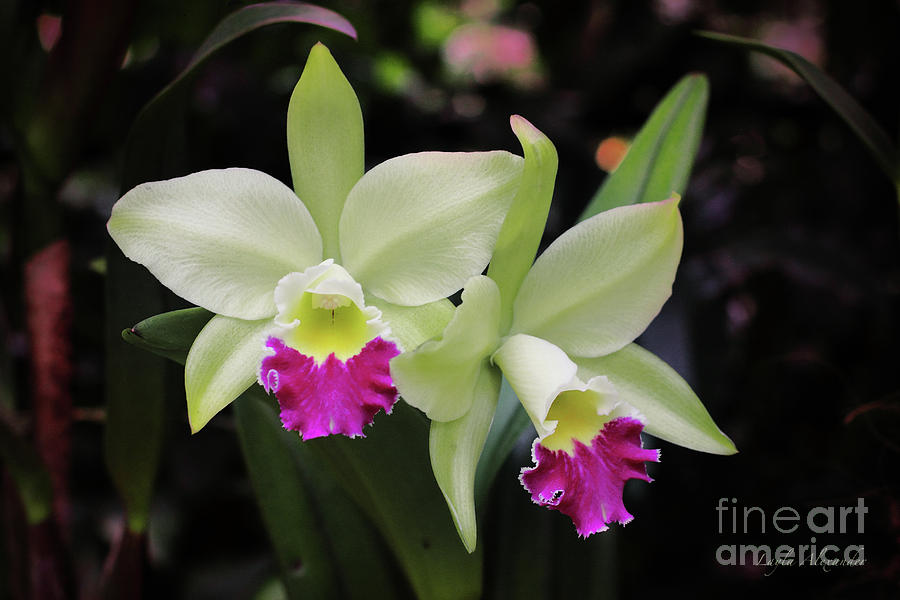 Orchid Photograph - Cattleya Lime and Magenta by Layla Alexander
