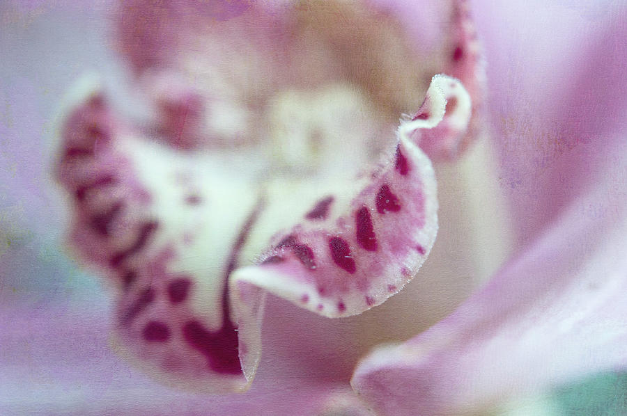 Cattleya Orchid Abstract 2 Photograph by Jenny Rainbow