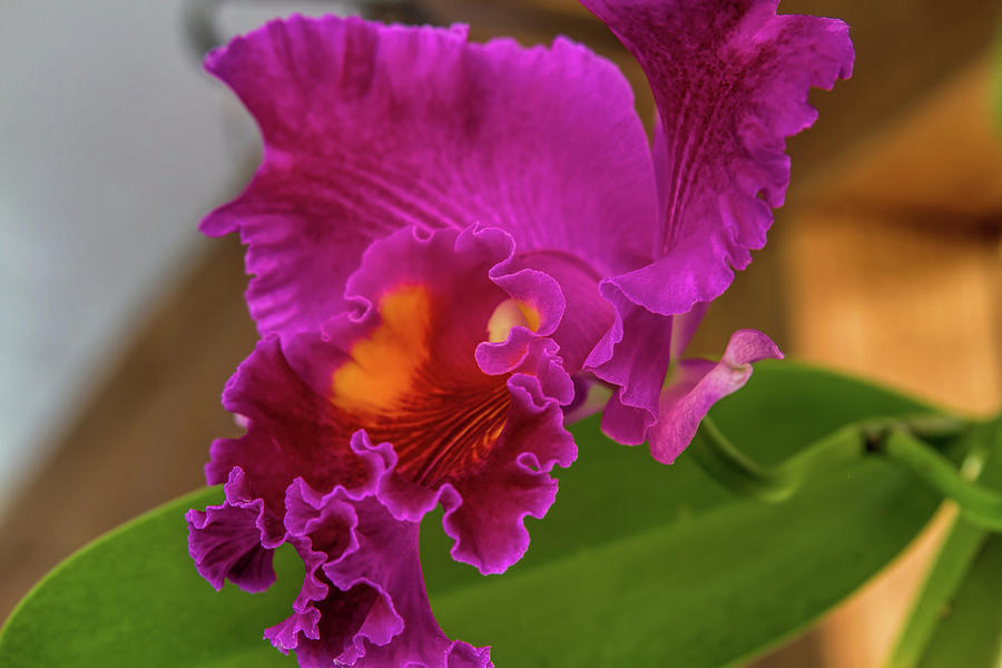 Cattleya Orchid Photograph by Alana Thrower