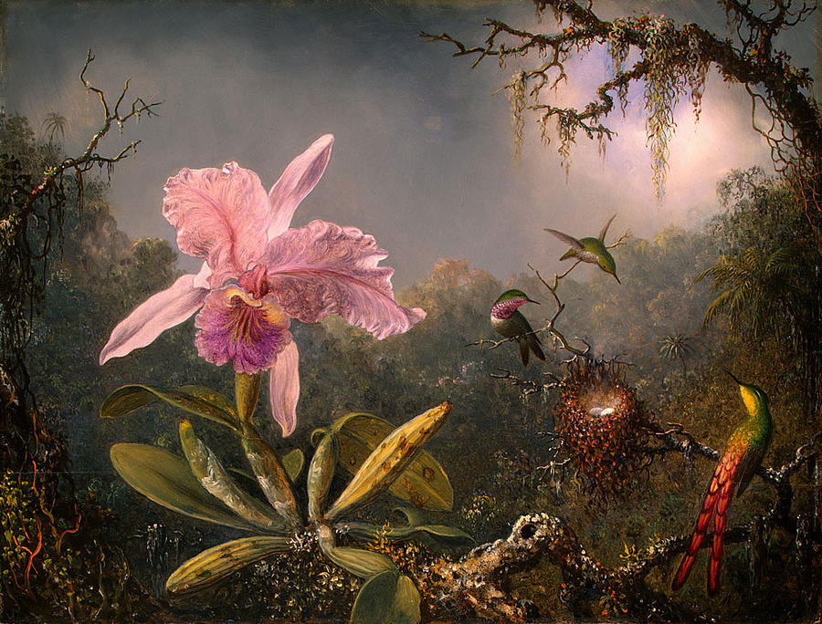Martin Johnson Heade Painting - Cattleya Orchid and Three Hummingbirds by    