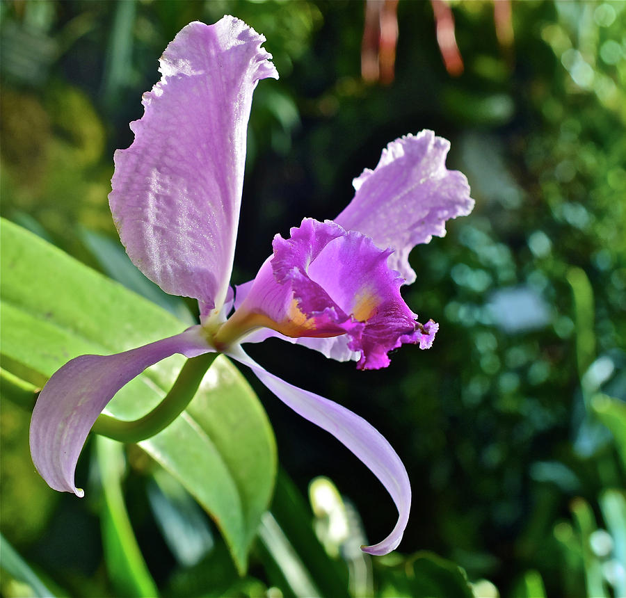 Cattleya Orchid at the Conservatory 2 Photograph by Janis Senungetuk