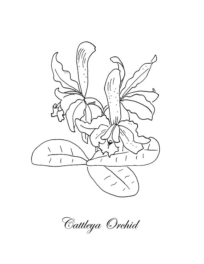 Cattleya Orchid Botanical Drawing By Masha Batkova