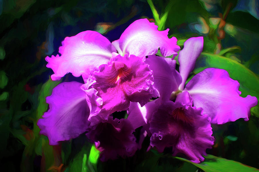 Cattleya Orchid Photograph by Carlos Diaz