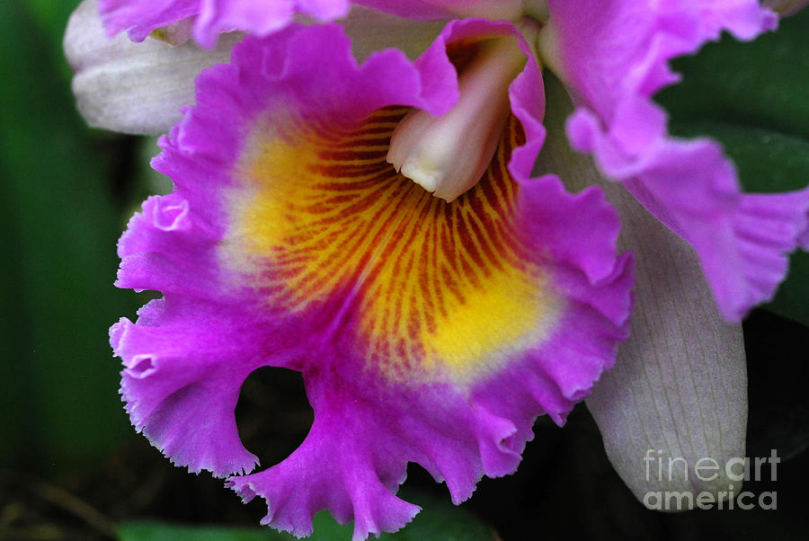 Cattleya Orchid Detail Photograph by Nancy Mueller