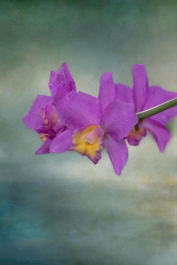 Cattleya Orchid  Photograph by Kim Hojnacki