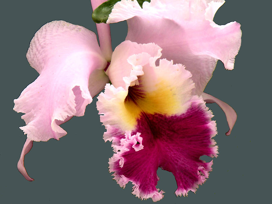 Cattleya Orchid Photograph by Rosalie Scanlon