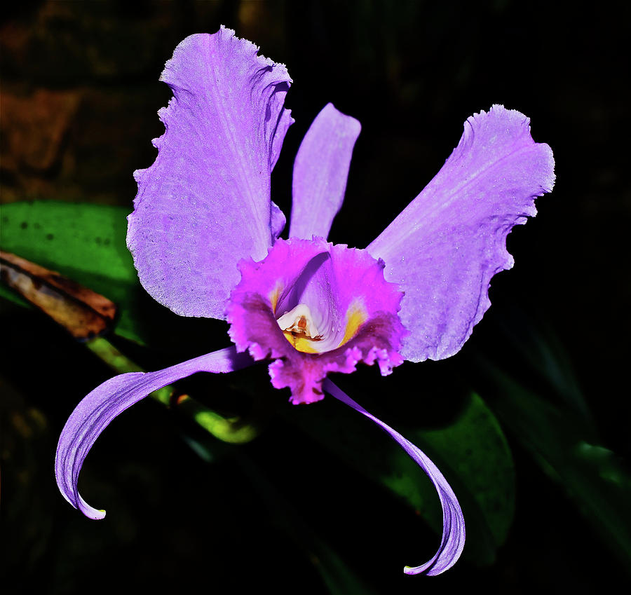Cattleya Orchid Solo Photograph by Janis Senungetuk