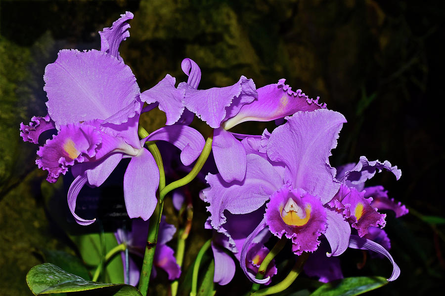 Cattleya Orchids at the Conservatory Photograph by Janis Senungetuk