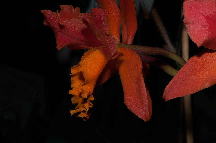 Cattleya Orchids Digital Art by Carol Ailles