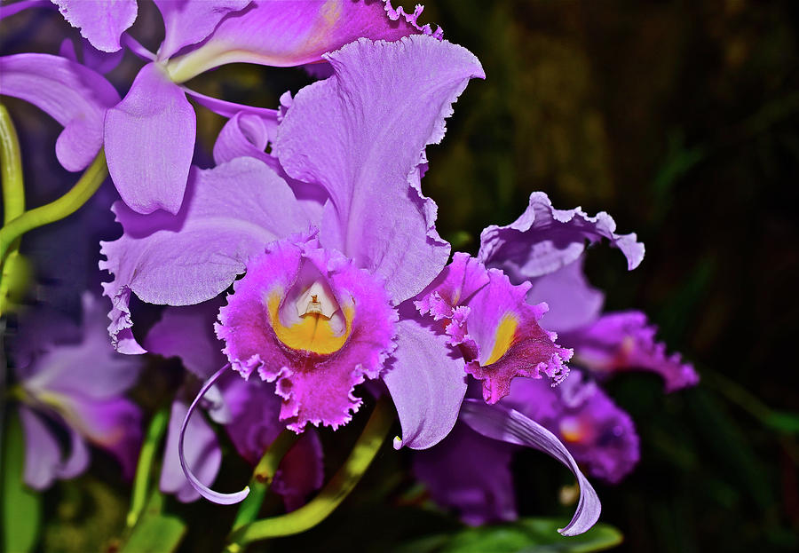 Cattleya Orchids Close-up Photograph by Janis Senungetuk