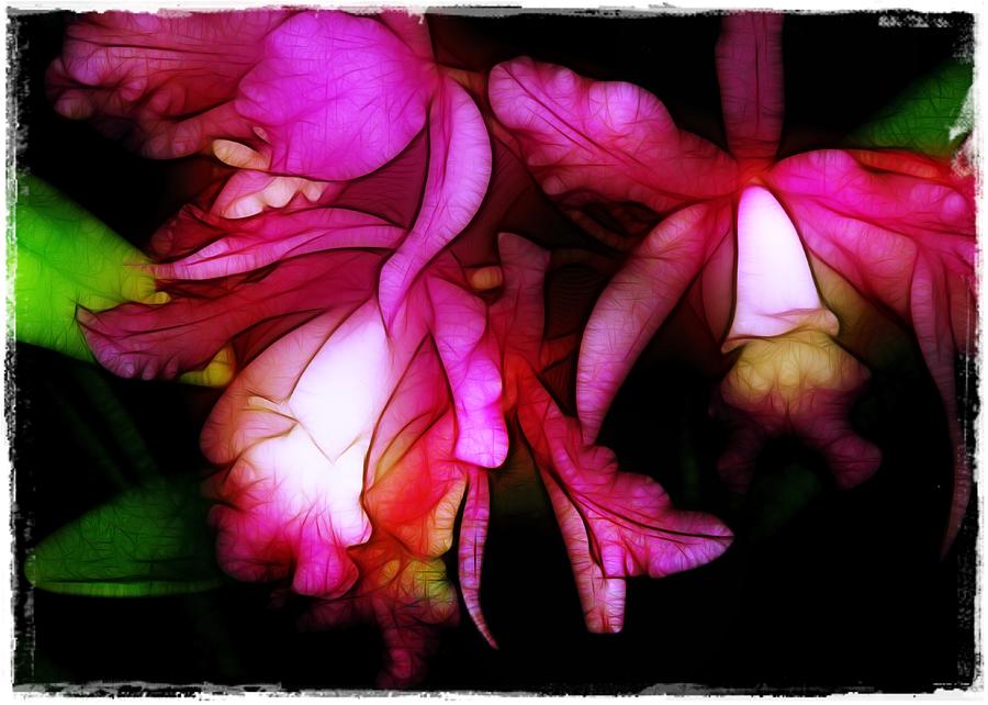 Cattleyas Photograph by Judi Bagwell