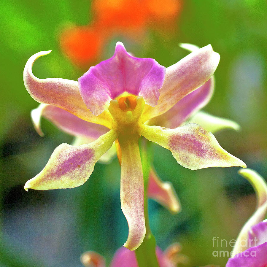 Caucaea rhodosticta orchid Photograph by Heiko Koehrer-Wagner