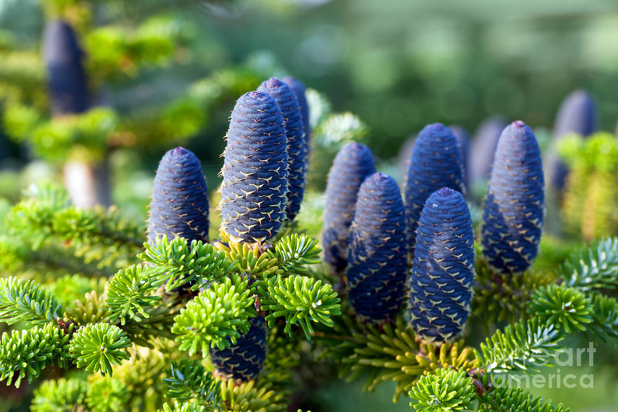 Caucasian fir tree cones close-up Photograph by Michal Bednarek