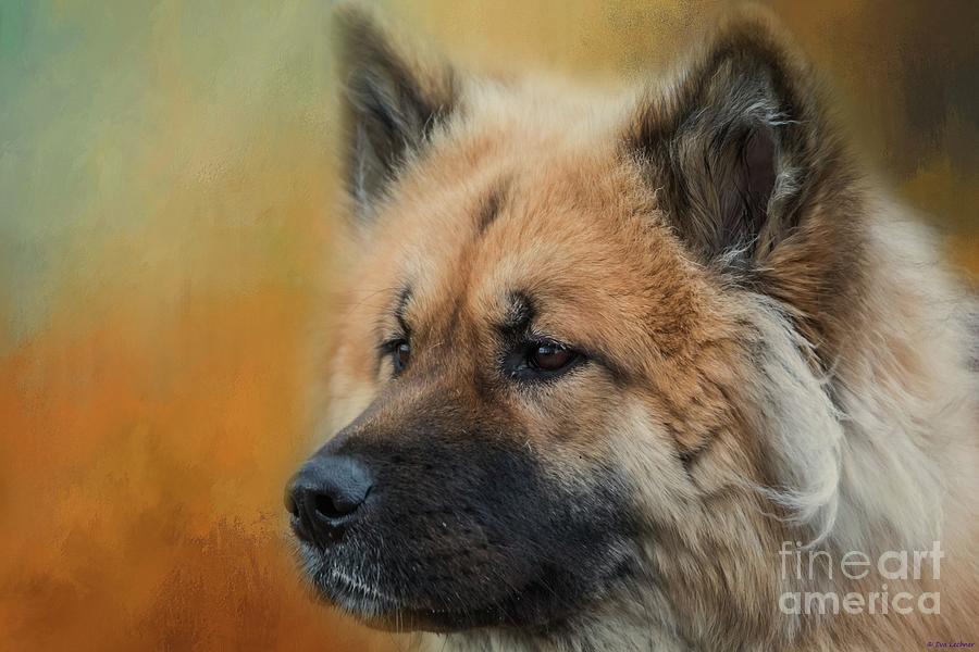 Portrait Photograph - Caucasian Shepherd Dog by Eva Lechner