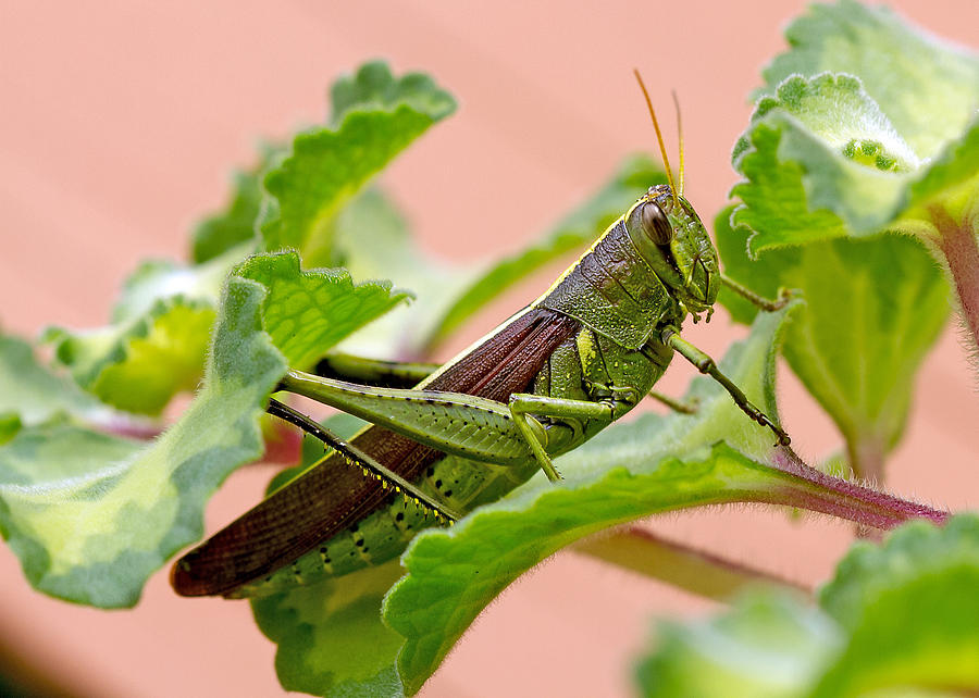 Grasshopper Photograph - Caught by Farol Tomson