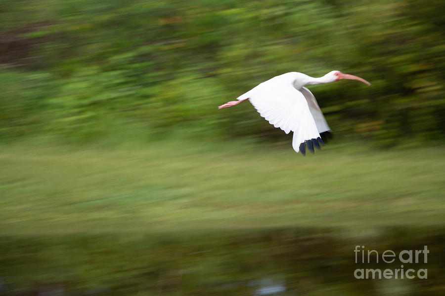 Bird Photograph - Caught in Flite by Michael Rados Bird Photograph - Caught in Flite by Michael Rados