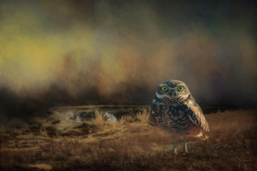 Animal Photograph - Caught in the Last Light by Teresa Wilson