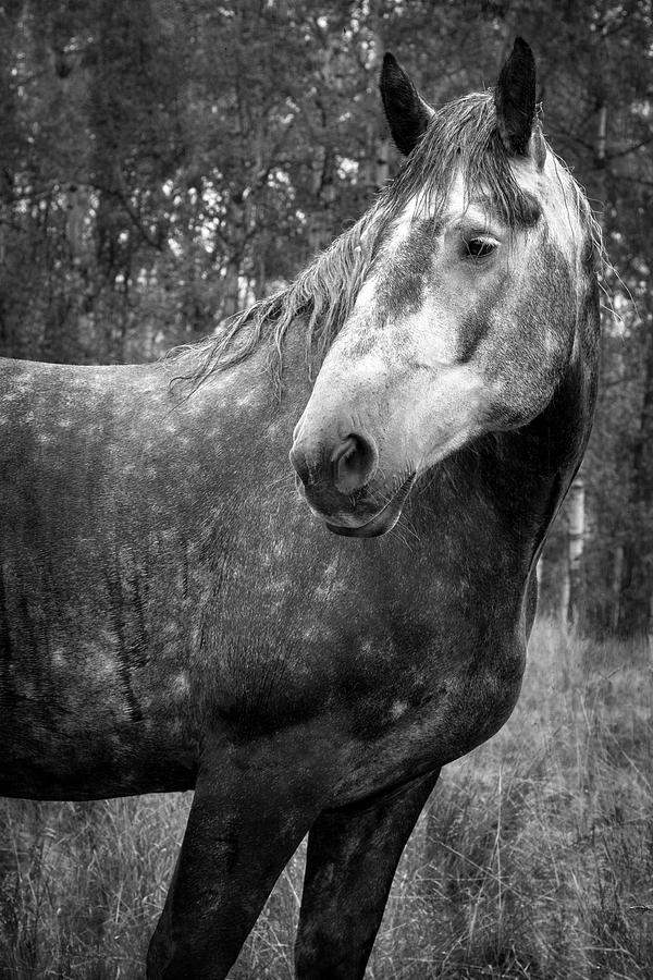 Caught in the Rain in Black and White Photograph by Mary Lee Dereske