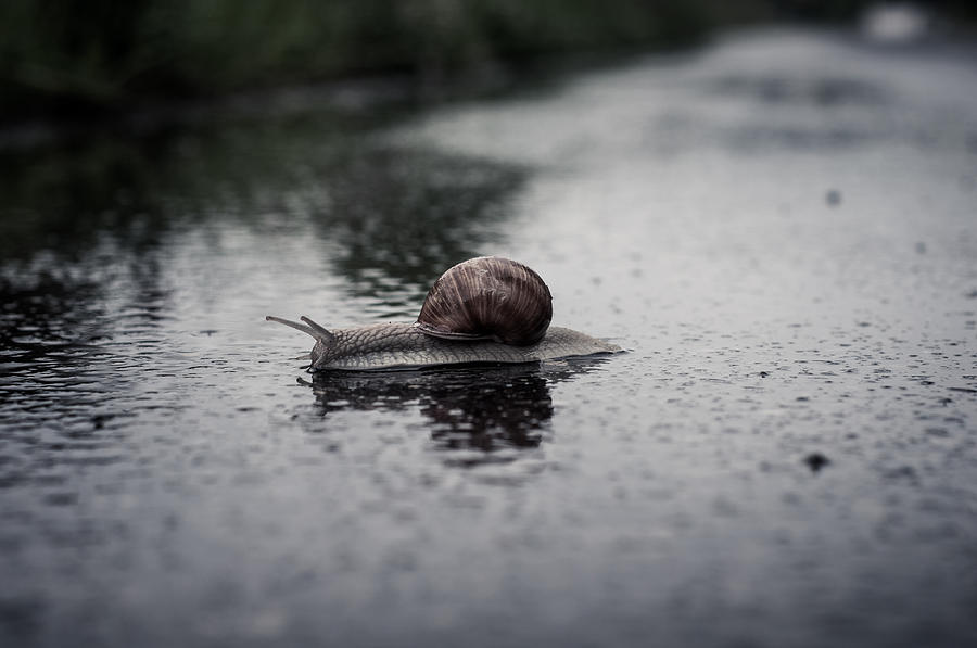 Caught in the Rain Photograph by Miguel Winterpacht