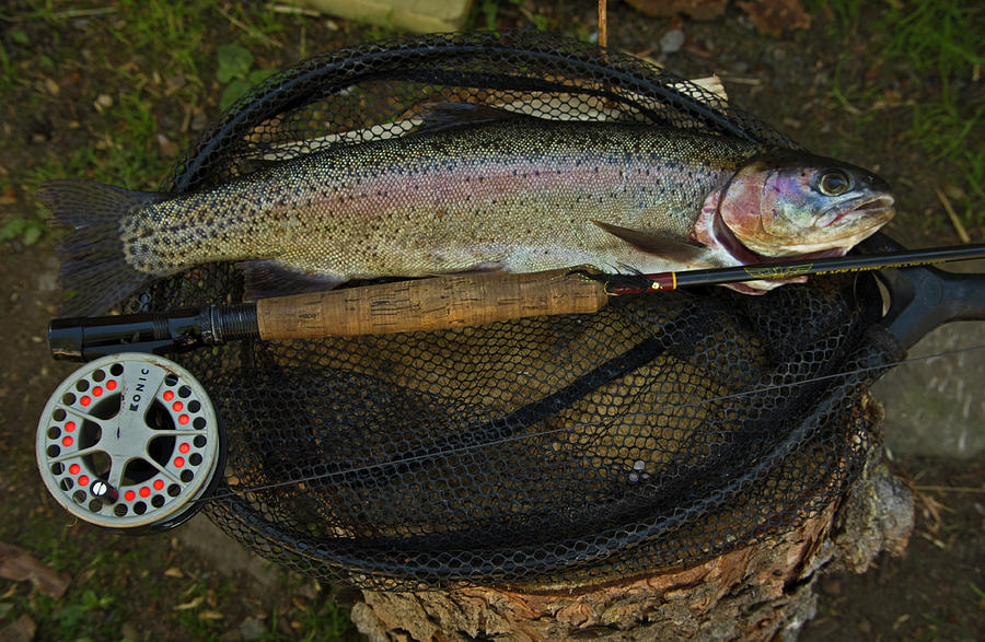 Trout Photograph - Caught  by Rob Mclean