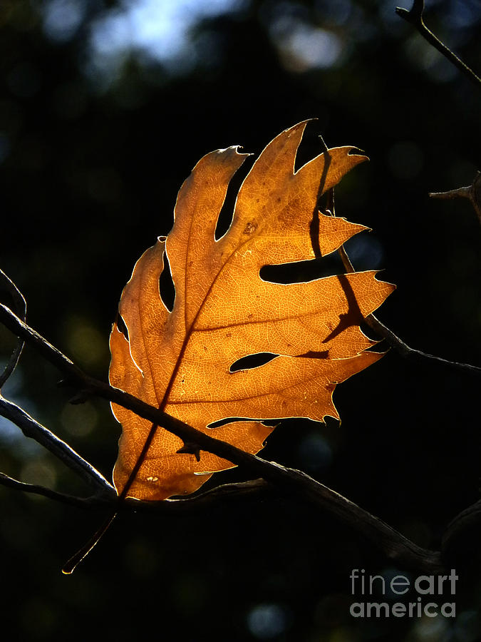 Fall Photograph - Caught by Robert Ball