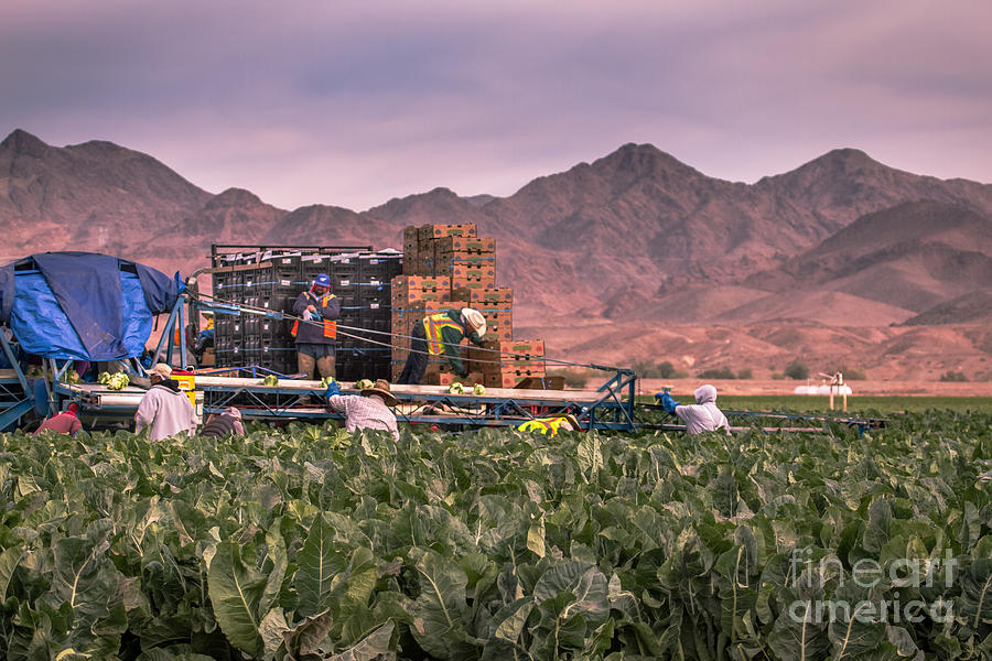 Cauliflower Harvest Photograph by Robert Bales