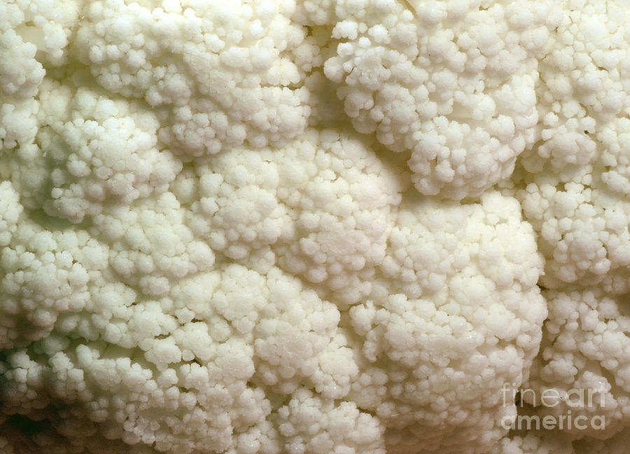 Cauliflower Head Photograph by Scimat