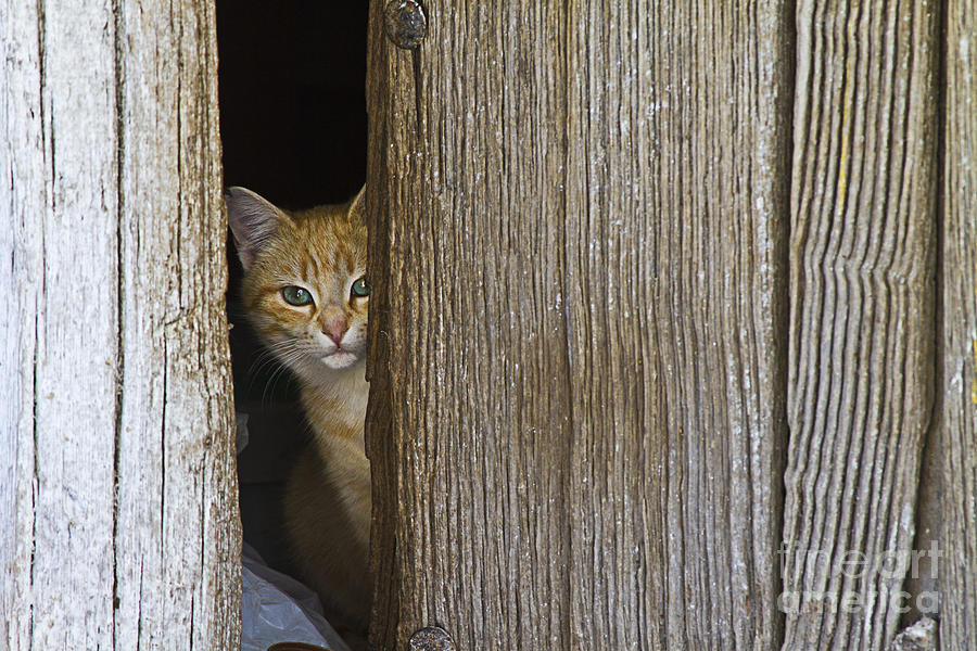 Nature Photograph - Cautious Kitty by Heiko Koehrer-Wagner