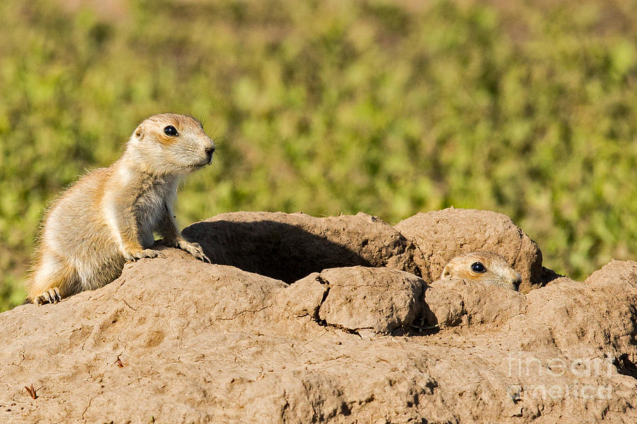Cautious Prairie Dog Pups Photograph by Natural Focal Point Photography