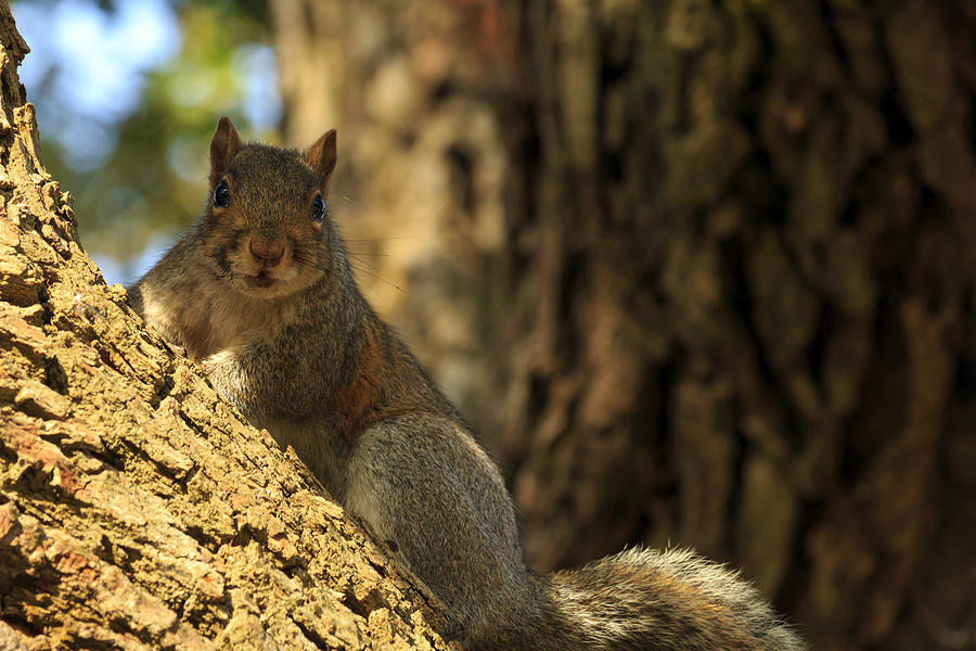 Cautious Squirrel Photograph by Travis Rogers