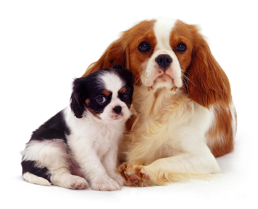 Cavalier King Charles Mother And Pup Photograph By Warren Photographic
